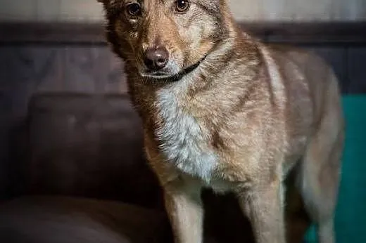 Nova - śliczna sunia do adopcji,  mazowieckie Wars