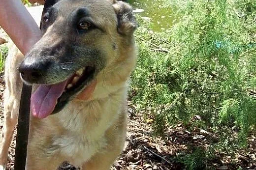 Marzenka, sunia w typie owczarka belgijskiego szuk