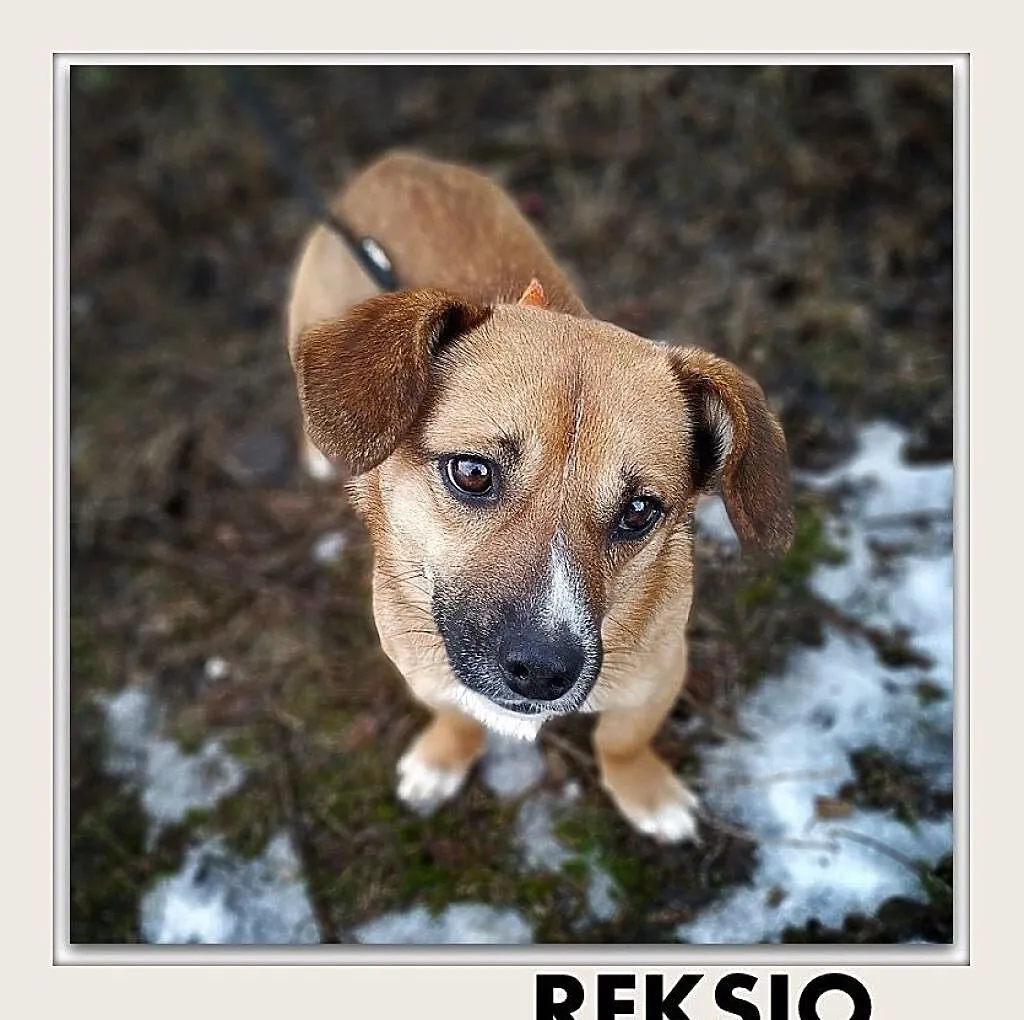 REKSIO,mały,łagodny,szczepiony piesek.ADOPCJA, , Wrocław