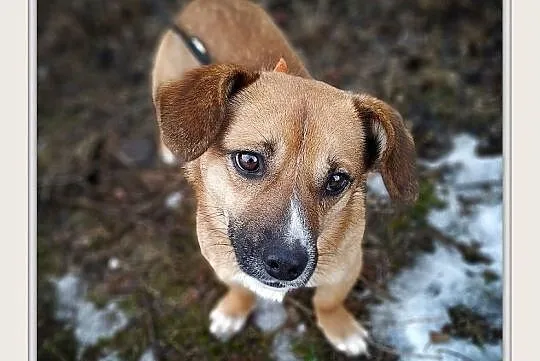 REKSIO,mały,łagodny,szczepiony piesek.ADOPCJA, , Wrocław