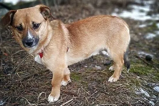 REKSIO,mały,łagodny,szczepiony piesek.ADOPCJA, , Wrocław