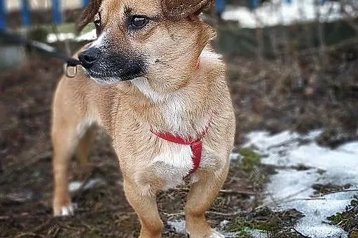 REKSIO,mały,łagodny,szczepiony piesek.ADOPCJA, , Wrocław