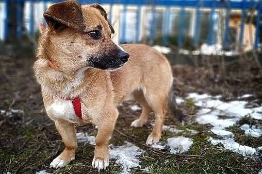 REKSIO,mały,łagodny,szczepiony piesek.ADOPCJA, , Wrocław