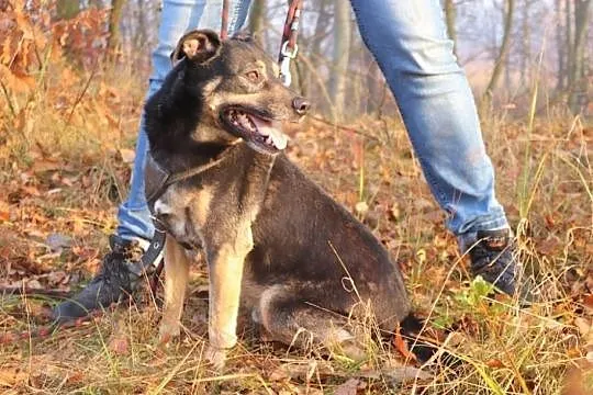 Przyjacielski Grubson szuka domu, Śląskie, Bytom