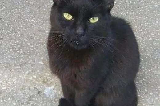 Nero do adopcji!!!!,  łódzkie Łódź