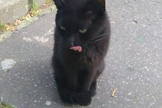 Nero do adopcji!!!!,  łódzkie Łódź