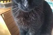 Nero do adopcji!!!!,  łódzkie Łódź