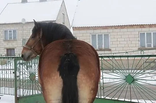 Klacz Zimnokrwista Źrebna
