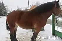 Klacz Zimnokrwista Źrebna