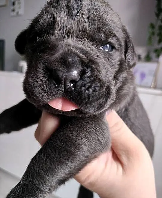 Cane Corso italiano, Śląskie, Czaniec