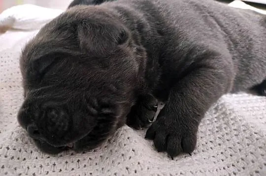 Cane Corso italiano, Śląskie, Czaniec