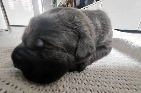 Cane Corso italiano, Śląskie, Czaniec