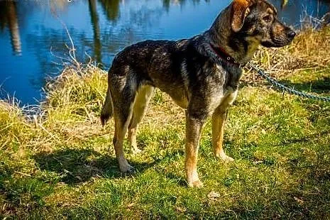 Raja do adopcji,  dolnośląskie Wrocław