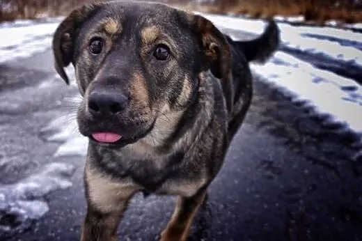 Raja do adopcji,  dolnośląskie Wrocław