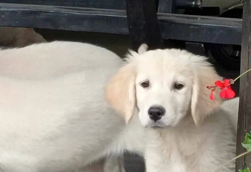 Szczenięta Golden Retriever, Wielkopolskie, Rososzyca