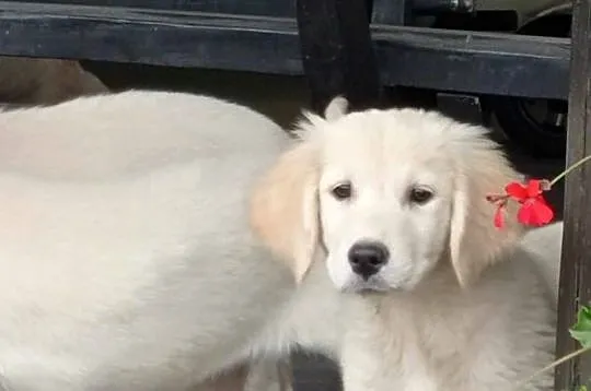Szczenięta Golden Retriever, Wielkopolskie, Rososzyca