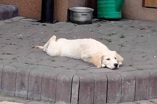 Szczenięta Golden Retriever, Wielkopolskie, Rososzyca