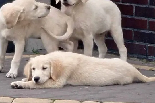 Szczenięta Golden Retriever, Wielkopolskie, Rososzyca