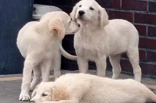 Szczenięta Golden Retriever, Wielkopolskie, Rososzyca