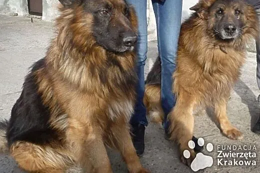 Ramzes i Borys przyjacielskie wilczury,  małopolsk
