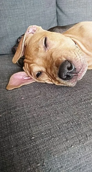 American Pit Bull Terrier, Pomorskie, Gdynia