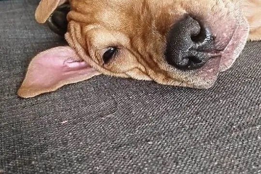 American Pit Bull Terrier, Pomorskie, Gdynia