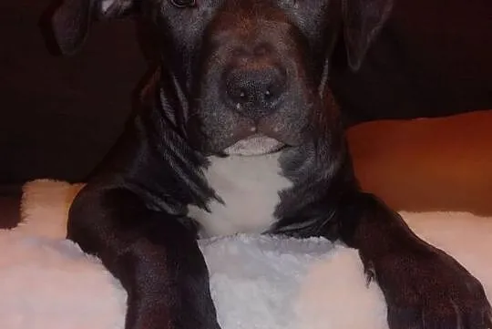American Pit Bull Terrier, Pomorskie, Gdynia
