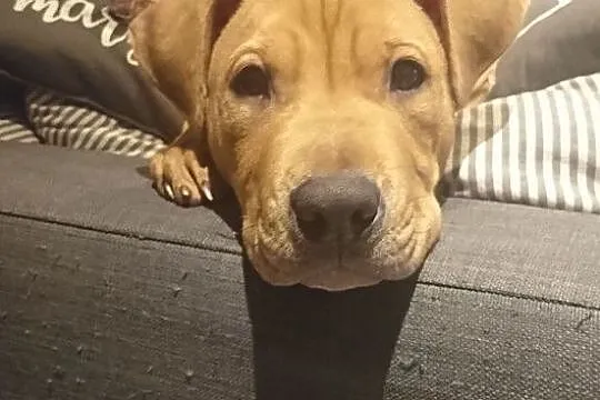 American Pit Bull Terrier, Pomorskie, Gdynia