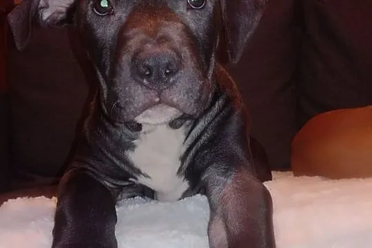 American Pit Bull Terrier, Pomorskie, Gdynia
