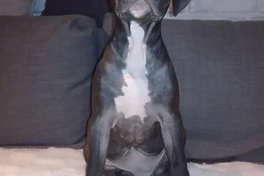 American Pit Bull Terrier, Pomorskie, Gdynia