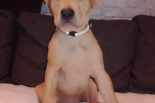 American Pit Bull Terrier, Pomorskie, Gdynia