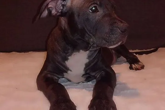 American Pit Bull Terrier, Pomorskie, Gdynia