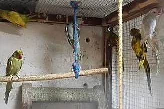 Papugi Aleksandretty obrożne szeki, Małopolskie, Kraków