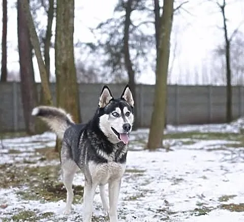 Mądry i piękny Husky szuka odpowiedzialnego opieku