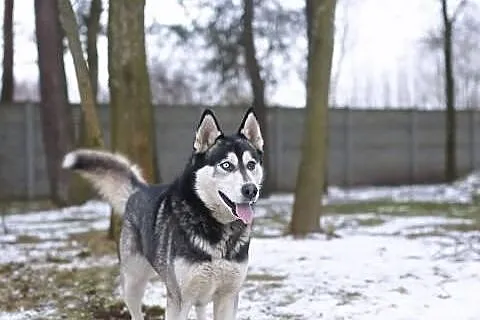 Mądry i piękny Husky szuka odpowiedzialnego opieku