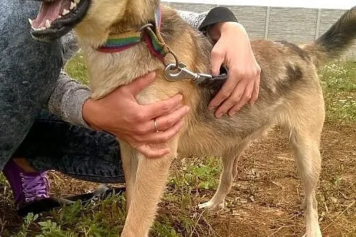 BUGI młodziutki piesek tak bardzo zagubiony w schr