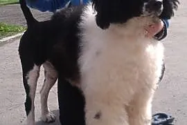 Portugalski pies dowodny - szczenięta