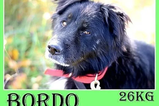 27kg,przyjazny,towarzyski pies długowłosy BORDO.Adopcja,  śląskie Katowice