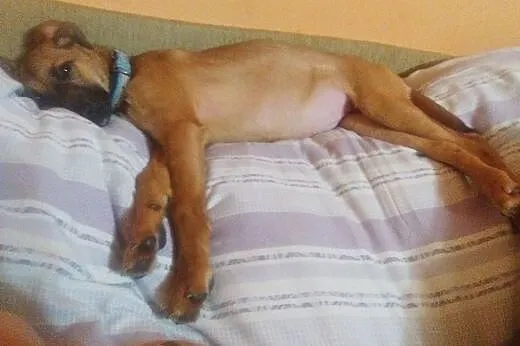 5 miesięczna sunia po przejściach, szuka dobrego d