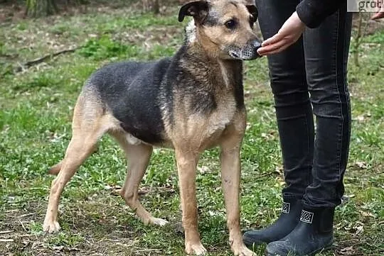 RALFIK psi ideał marzy aby ktoś go pokochał, Mazowieckie, Warszawa