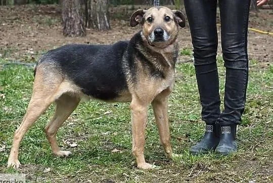 RALFIK psi ideał marzy aby ktoś go pokochał, Mazowieckie, Warszawa