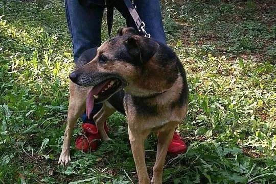 RALFIK psi ideał marzy aby ktoś go pokochał, Mazowieckie, Warszawa