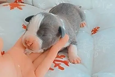 Amstaff Szczeniąta Rezerwacja, Łódzkie, Radomsko
