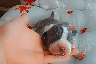 Amstaff Szczeniąta Rezerwacja, Łódzkie, Radomsko