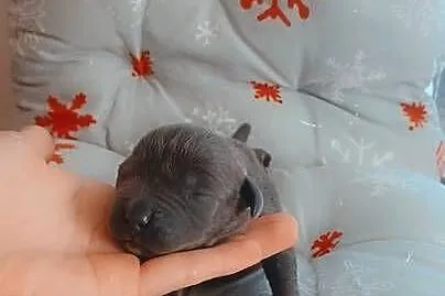 Amstaff Szczeniąta Rezerwacja, Łódzkie, Radomsko