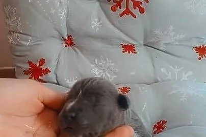 Amstaff Szczeniąta Rezerwacja, Łódzkie, Radomsko