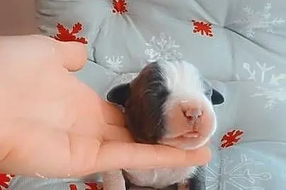 Amstaff Szczeniąta Rezerwacja, Łódzkie, Radomsko