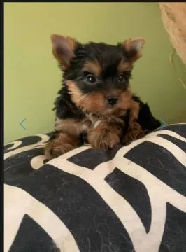 Szczenięta York Terrier do adopcji Prosimy o kontakt mailowy: {{holishevskaviktoriia@gmail.com}}