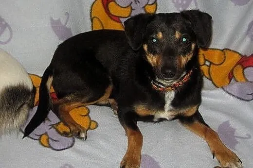 Sunia do adopcji,  małopolskie Kraków