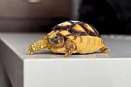Żółwie na sprzedaż